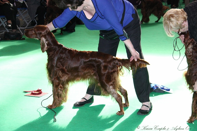 Crufts2011 801.jpg